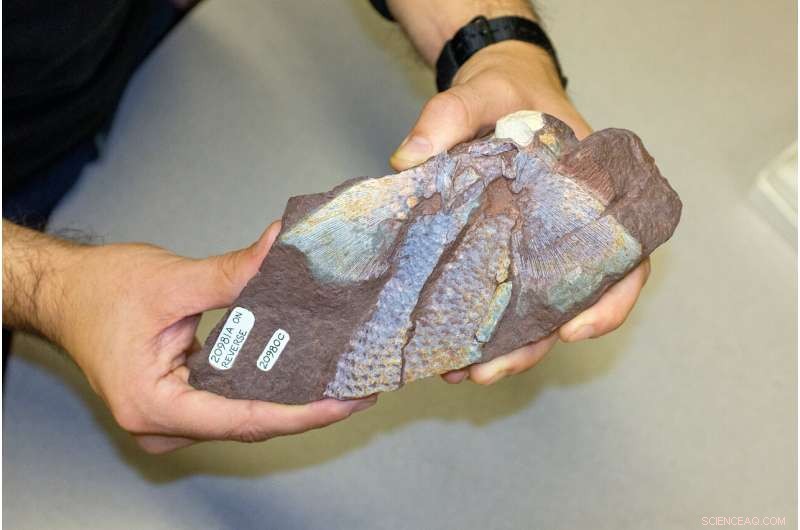 From Fins to Feet: How Fish Fin Structures Evolved Before the Transition to Land