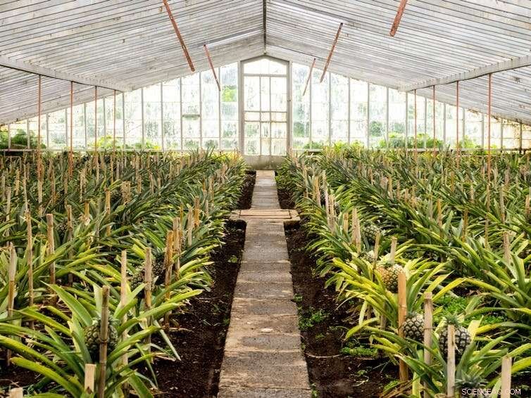 From Pineapples to Celery: How Affluent Individuals Showcase Wealth in Unusual Ways