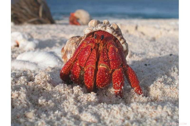 Hermit Crabs Offer Fresh Insights Into Wealth Inequality