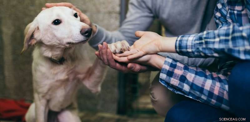 Mastering Pet Adoption Ads: Crafting Persuasive, Trustworthy Listings That Boost Adoption Rates