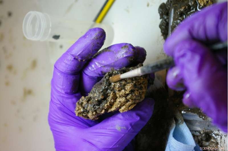 Scientists Reveal How a 2,600-Year-Old Brain Survived to the Present Day