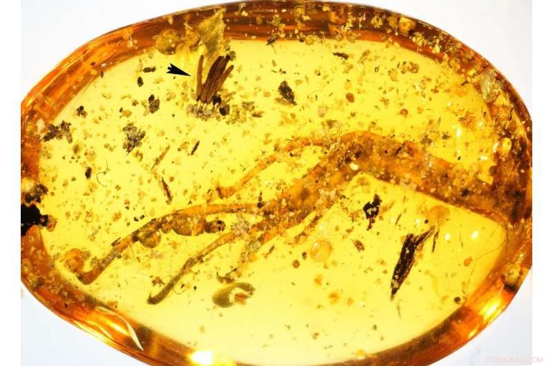 First Fossilized Slime Mold Unearthed in 100‑Million‑Year‑Old Amber
