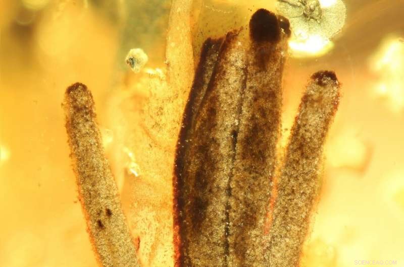 First Fossilized Slime Mold Unearthed in 100‑Million‑Year‑Old Amber