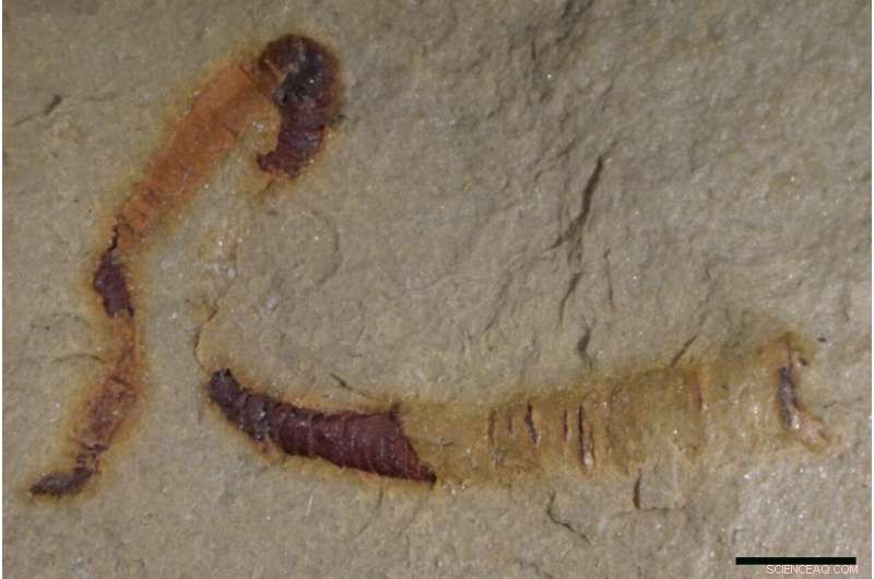 Scientists Discover Earliest Fossilized Digestive Tract, 550 Million Years Old