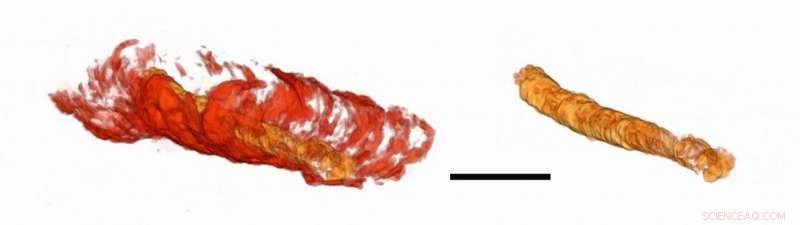 Scientists Discover Earliest Fossilized Digestive Tract, 550 Million Years Old