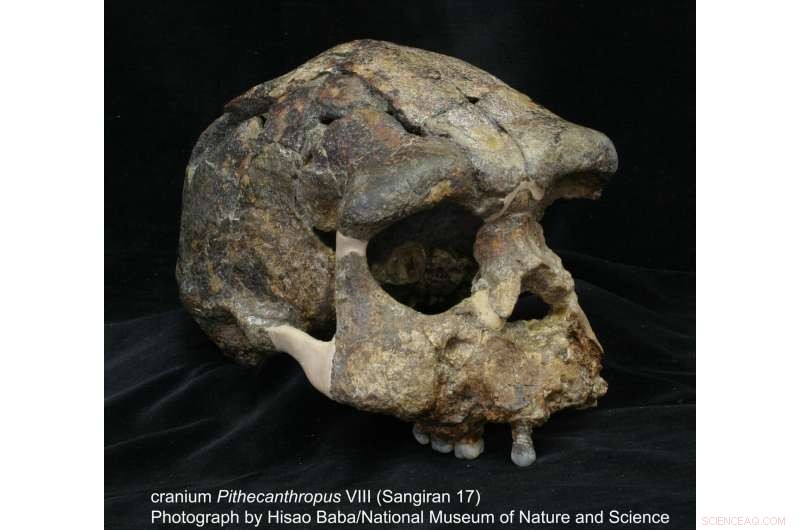 New Volcanic Ash Dating Reveals Later Arrival of Homo erectus at Sangiran