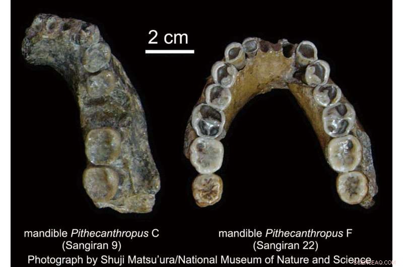New Volcanic Ash Dating Reveals Later Arrival of Homo erectus at Sangiran