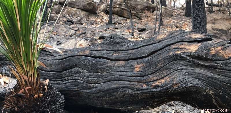 Resilience Amid Loss: Aboriginal Communities Facing the Bushfire Crisis