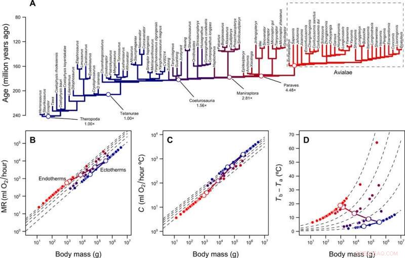From Tiny Dinosaurs to Warm-Blooded Birds: Tracing Endothermy Evolution