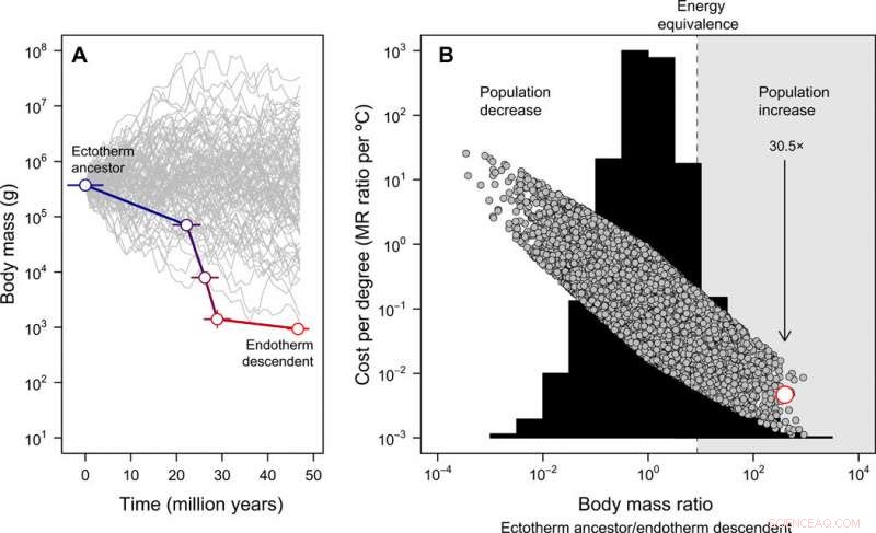 From Tiny Dinosaurs to Warm-Blooded Birds: Tracing Endothermy Evolution