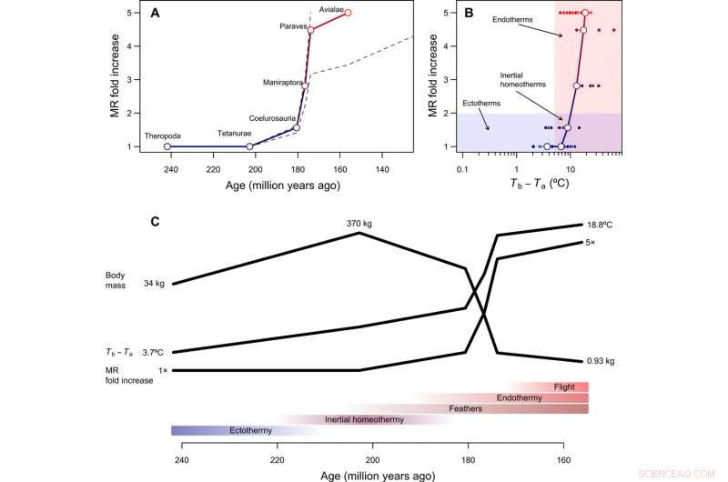 From Tiny Dinosaurs to Warm-Blooded Birds: Tracing Endothermy Evolution