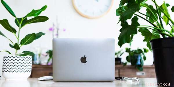 Boost Workplace Wellness: How Indoor Plants Enhance Mindfulness & Productivity