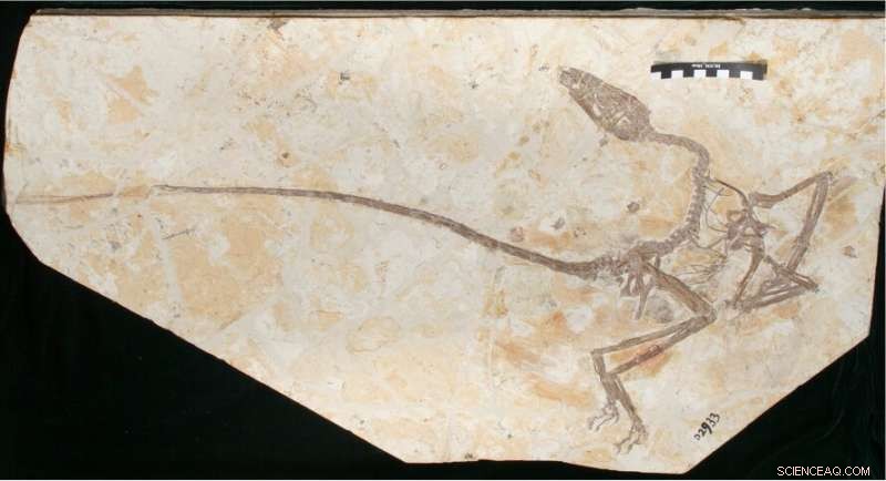 New China Dinosaur Reveals Distinct Growth Pattern Diverging From Birds