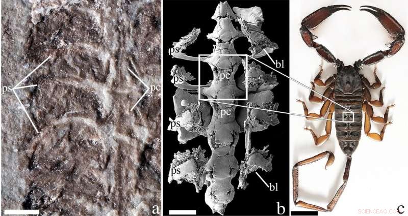 Unearthing the Oldest Known Scorpion: 437‑Million‑Year‑Old Fossil Reveals Ancient Anatomy