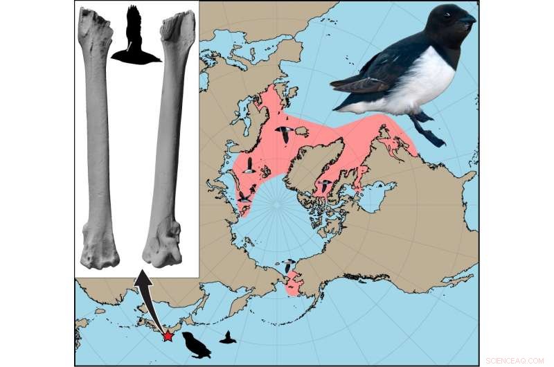New Fossil Evidence Shows Little Auk Once Thrived in the Pacific