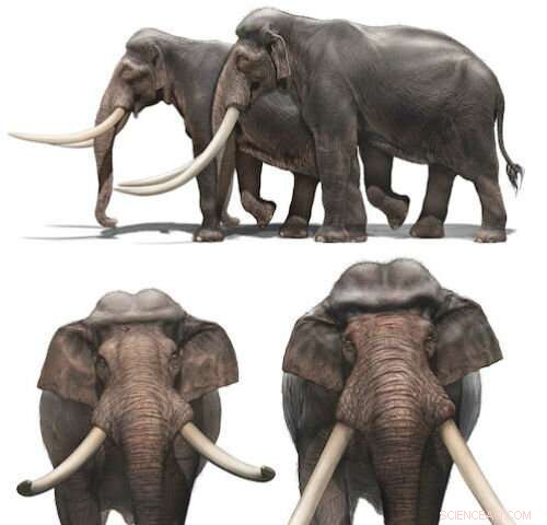 Unveiling the Giant Straight‑Tusked Elephant: A Comprehensive Chronicle