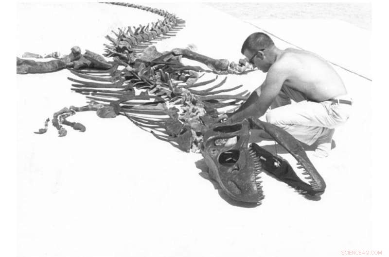 New Allosaurus Species Unveiled: A Giant Carnivore from Late Jurassic Utah