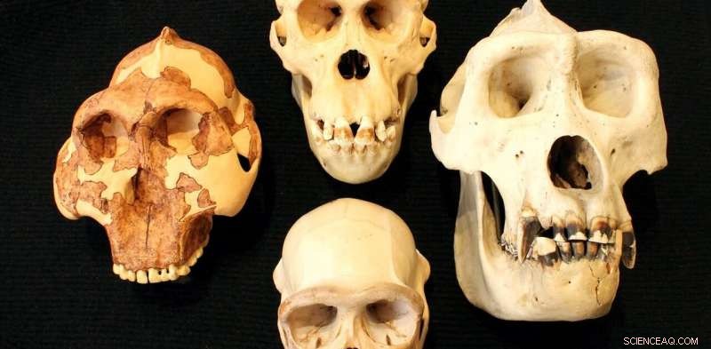 Rethinking Human Intelligence: Blood Flow, Not Brain Size, Shaped Our Ancestors  Smarts