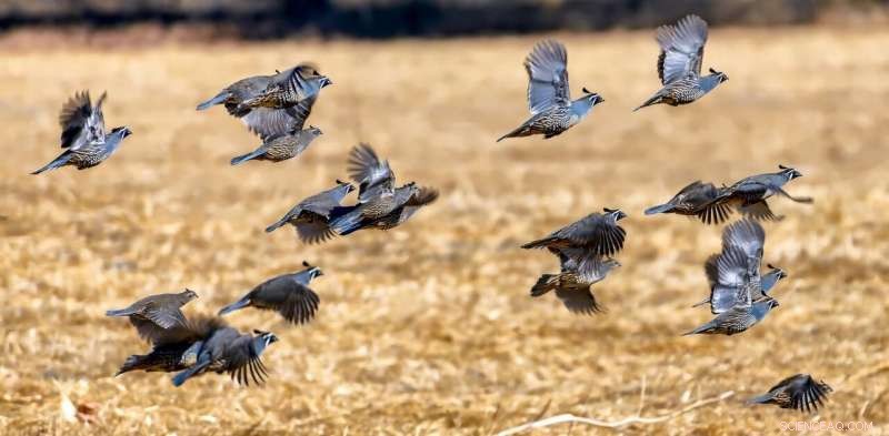 Unifying the Sciences: Bridging Quarks, Quails, and Human Behavior