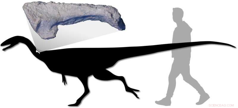 Australian Prehistory Expands with Discovery of First Predatory Dinosaur