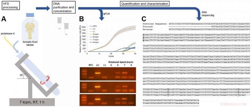 Uncovering Hidden Genetics: DNA Extraction from Museum Specimens Reveals Evolutionary Secrets