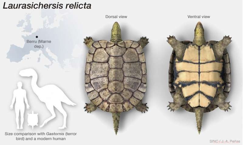The Last Primitive Turtle: How a 60‑cm Species Survived the End‑Cretaceous Mass Extinction