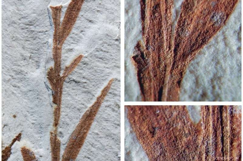 Eocene Patagonia  Bamboo  Fossil Reclassified as Conifer – Revising Bamboo Evolution
