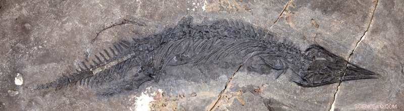 Scientists Unearth New Thalattosaur Species, Gunakadeit joseeae, in Southeast Alaska