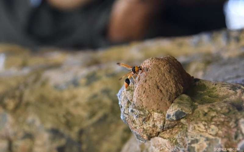 Wasp Nests Reveal 12,000-Year-Old Kimberley Rock Art