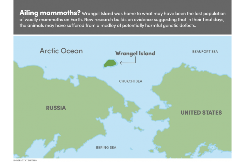 Scientists Successfully Recreate Genetically Modified Wrangel Island Woolly Mammoths