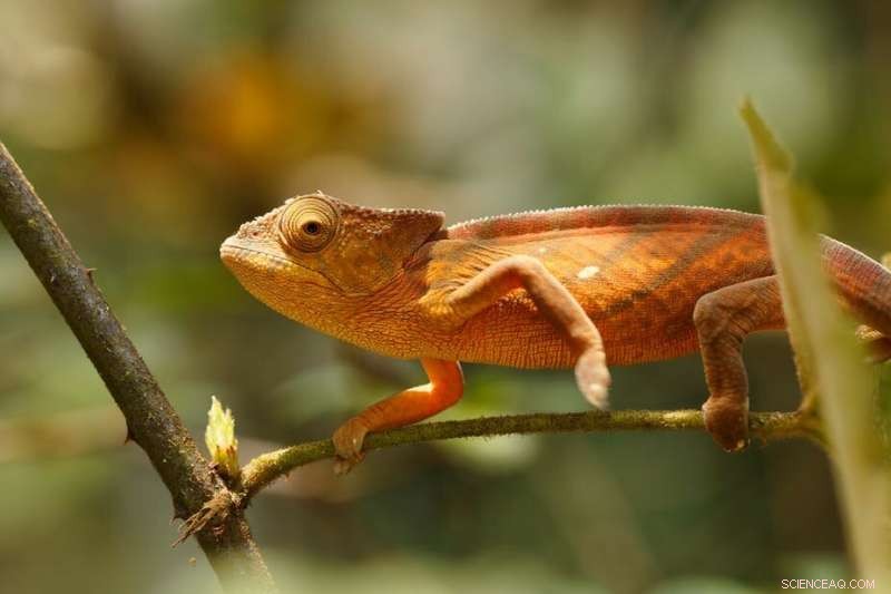 Kenyan Fossil Suggests Chameleons Rafted from Africa to Madagascar