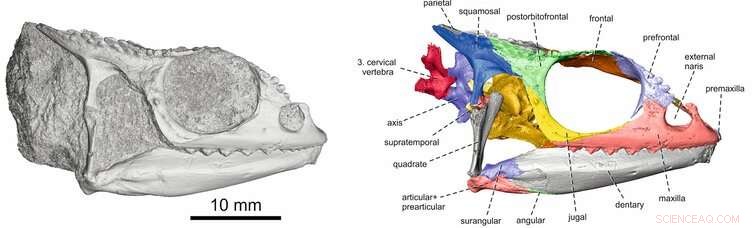 Kenyan Fossil Suggests Chameleons Rafted from Africa to Madagascar