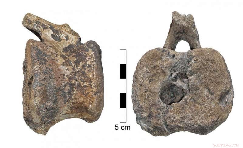 Ancient Dinosaur Tumor Reveals Link to Modern Human Disease
