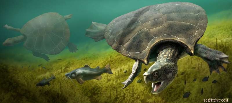 Discovering the World’s Largest Freshwater Turtle: Stupendemys  3‑M‑Long Horned Shell