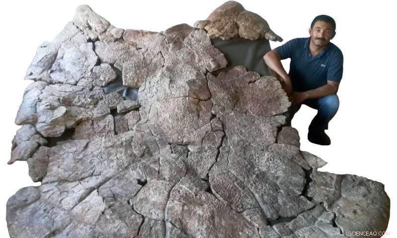 Discovering the World’s Largest Freshwater Turtle: Stupendemys  3‑M‑Long Horned Shell