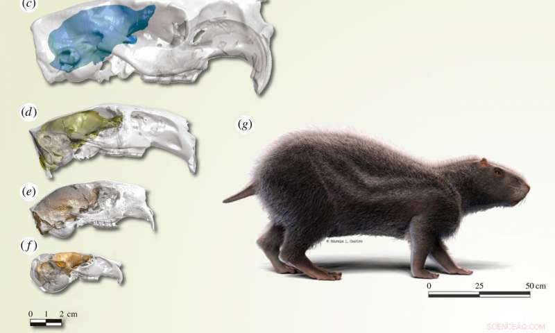 Extinct Giant Rodent Revealed to Have Tiny Brain, New Fossil Study Shows