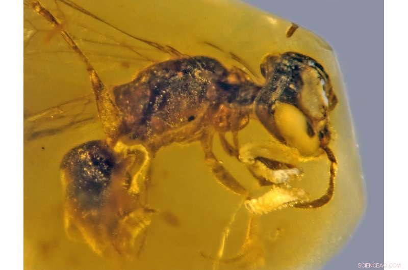 Ancient Bee Fossil Reveals First Pollen-Carrying Primitive Bee from 100 Million Years Ago