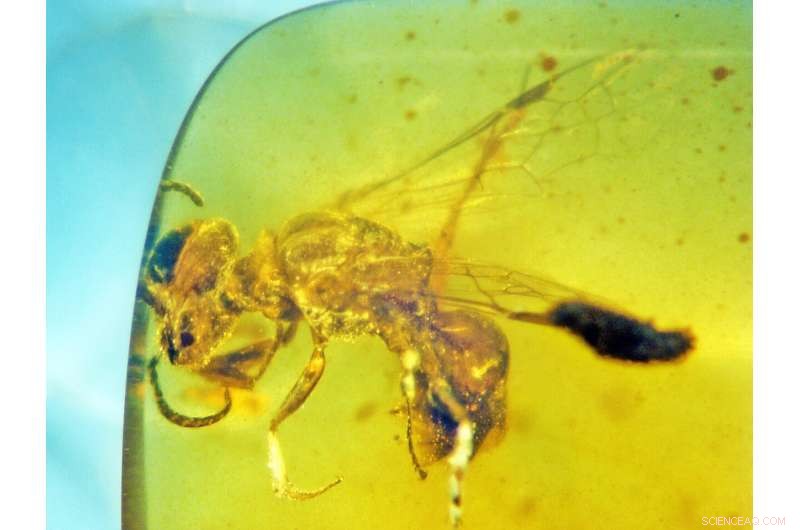Ancient Bee Fossil Reveals First Pollen-Carrying Primitive Bee from 100 Million Years Ago