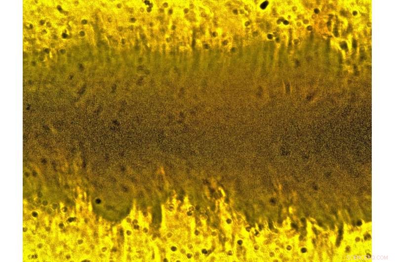 Ancient Bee Fossil Reveals First Pollen-Carrying Primitive Bee from 100 Million Years Ago