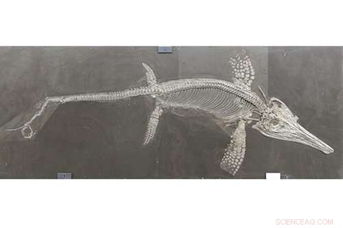 Rise and Fall of Ancient Sea Dragons: A Deep Dive into Ichthyosaur Evolution