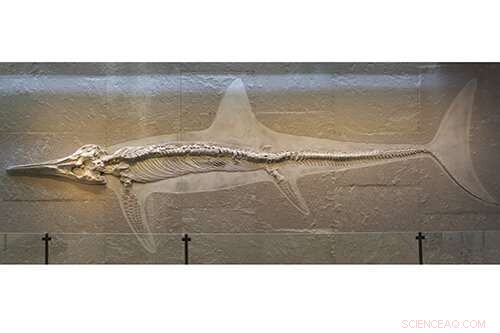 Rise and Fall of Ancient Sea Dragons: A Deep Dive into Ichthyosaur Evolution