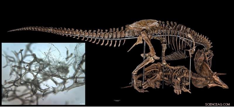 How Dinosaurs  Blood Vessels Survived Over Millions of Years