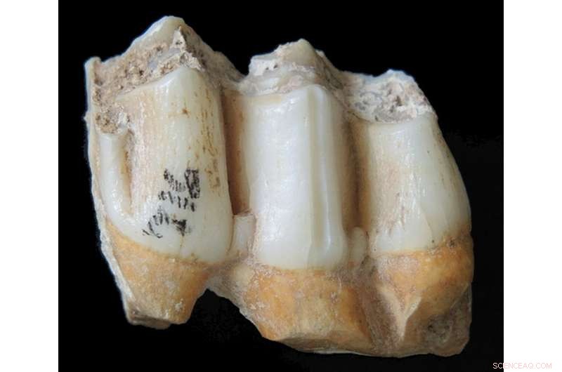 Reconstructing the Diets of Fossil Vertebrates: New Insights from Isotope Analysis
