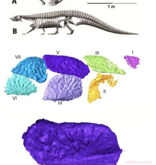 CT Scan Reveals Inner Structure of Ancient Armored Reptile