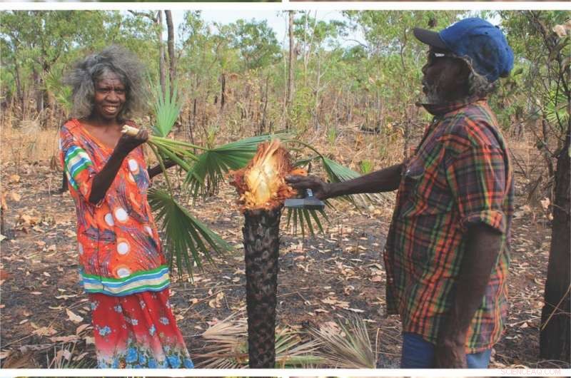 65,000-Year-Old Plant Remains Show Early Australians Dedicated Extensive Time to Cooking
