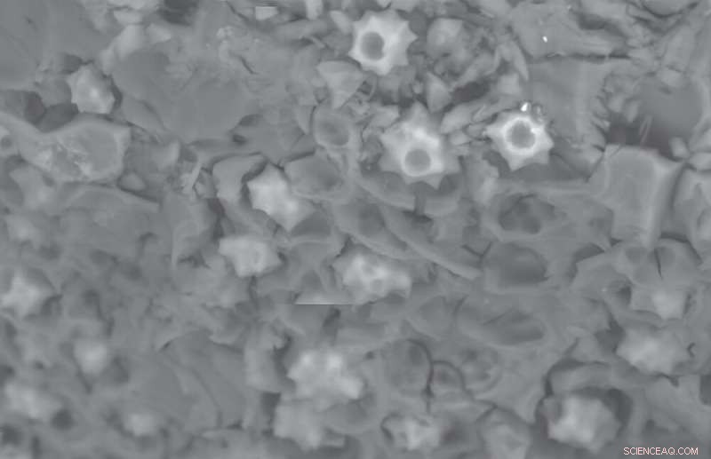 65,000-Year-Old Plant Remains Show Early Australians Dedicated Extensive Time to Cooking