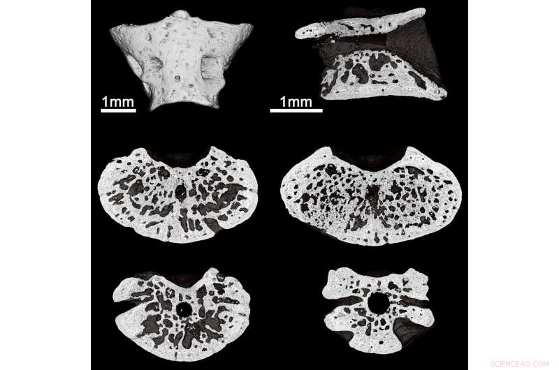 Scientists Discover New Jurassic Salamander Species, Honoring St. Petersburg Scholar