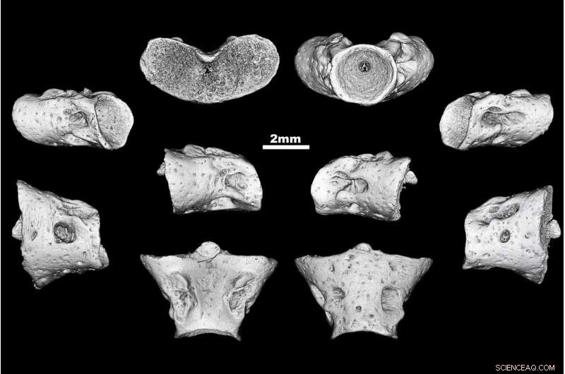 Scientists Discover New Jurassic Salamander Species, Honoring St. Petersburg Scholar