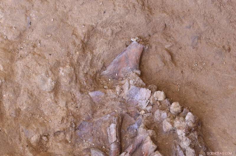 Shanidar Cave Skeleton Discovery Could Unlock Secrets of Neanderthal Death Rites