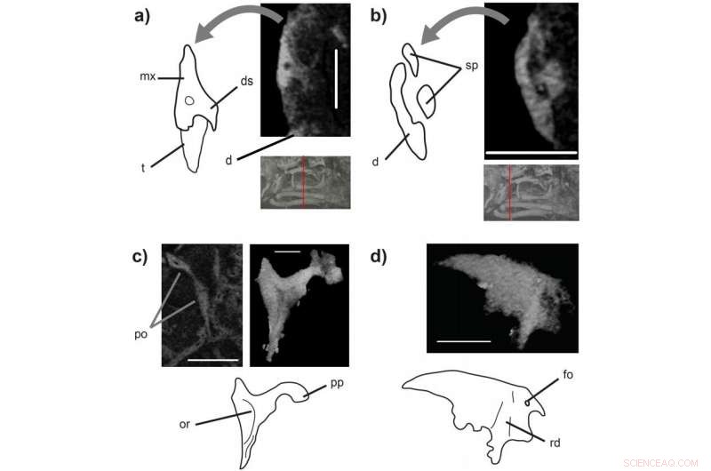 Tiny Prehistoric Lizard Unveils Key Insights into Reptile Evolution